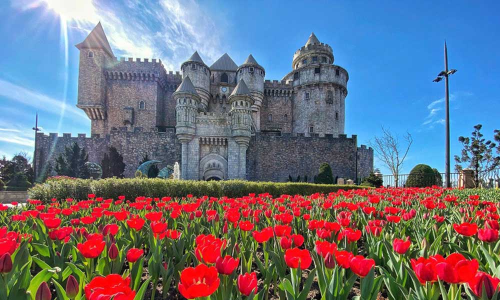 Sun World Ba Na Hills cultivates one mln tulips on Mountaintop for Lunar New Year